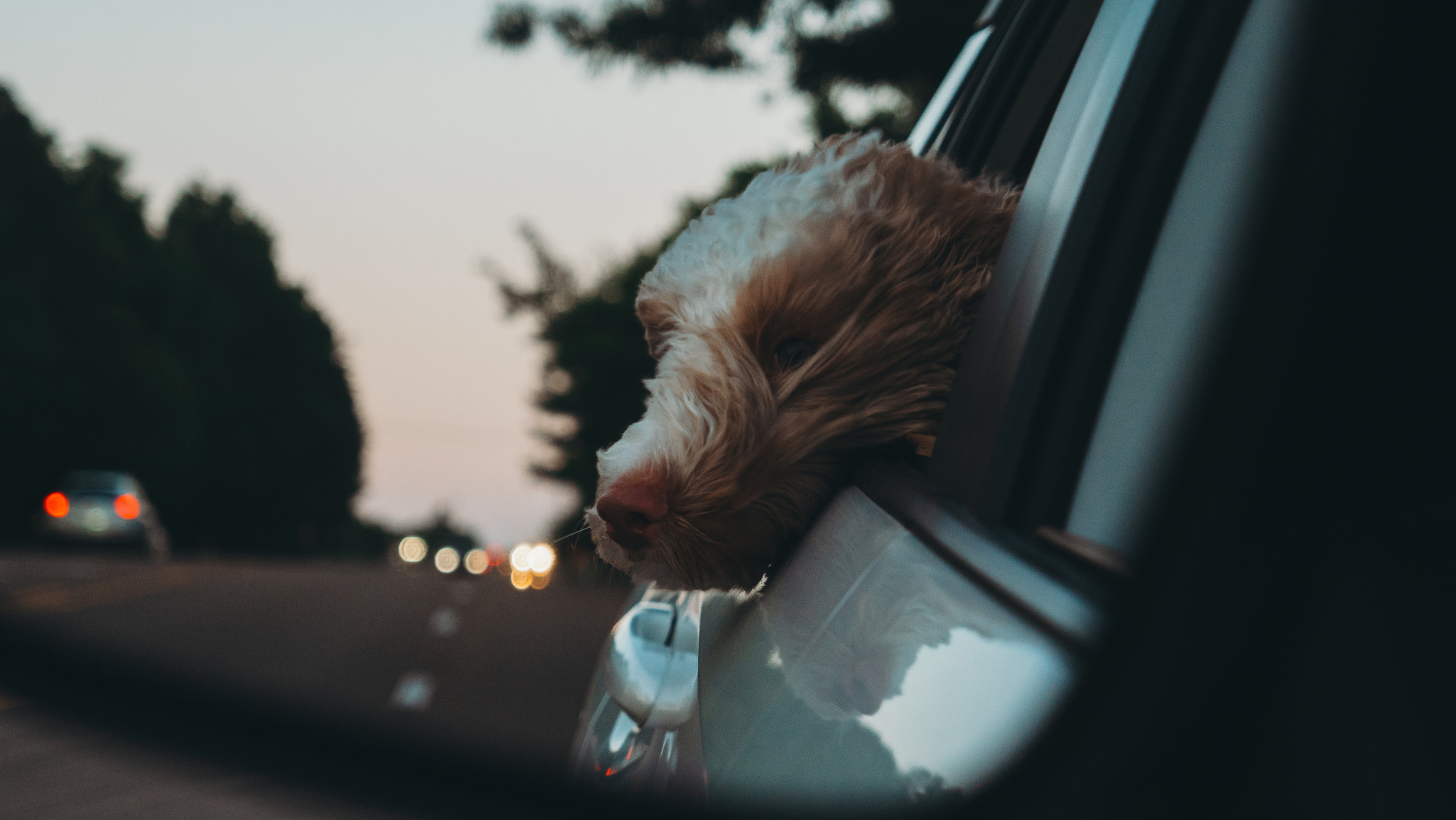 Dog sticking head out of back window of the car.