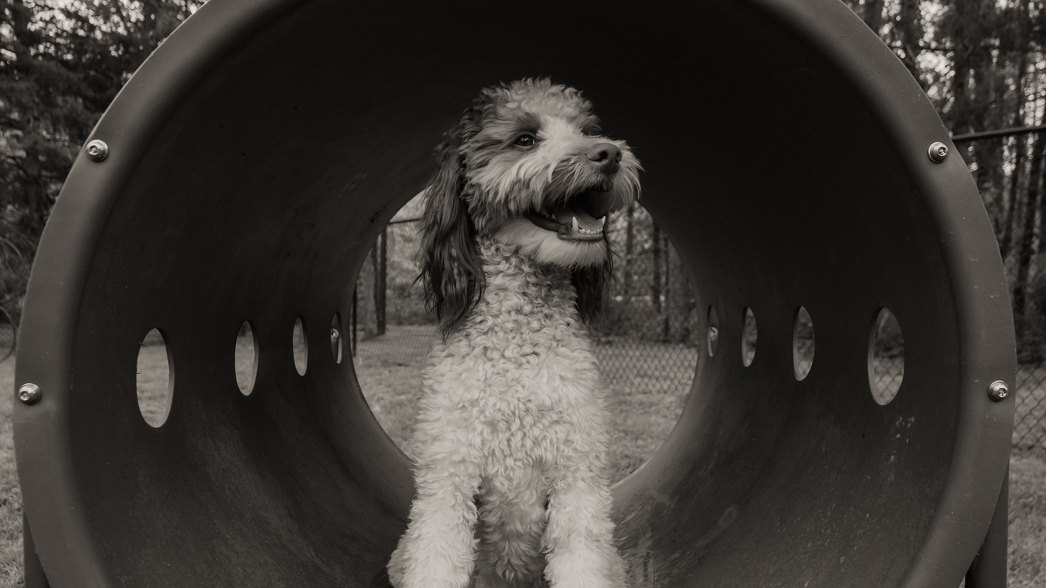 A Brittany Spaniel Poodle mix at the dog park enjoying the spring air.