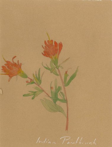 Indian Paintbrush Indian Paintbrush, also known as Castilleja and 