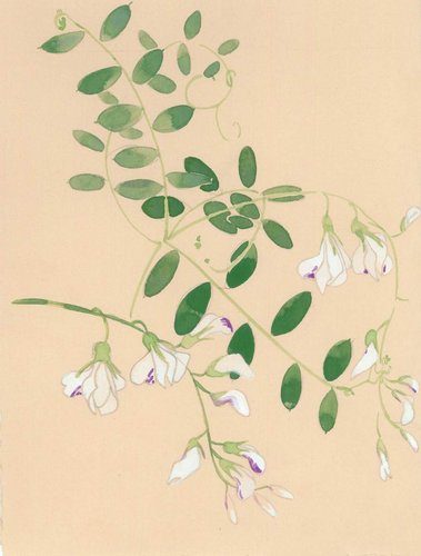 Wild Sweet Peas Unmistakable in all their twining, vining, pinnate wonder. Painted from life in May, 2018 in Millard Canyon.  watercolor and gouache on cotton rag paper.