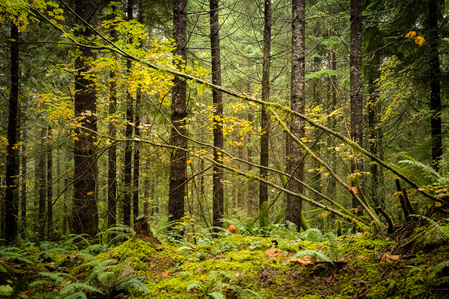 A moss-covered forest scene bath in yellow light