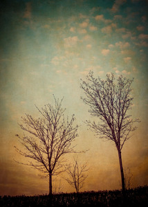 Photo-impressionist image of two trees silhouetted against the sky