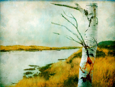 Photo-impressionist marshland scene.