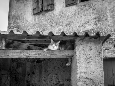 A cat perched on a wooden beam peers out from under a corrugated roof.