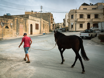 A man in a red t-shirt walks his mule across the street in Ta' Cenc, Sannat, Malta.