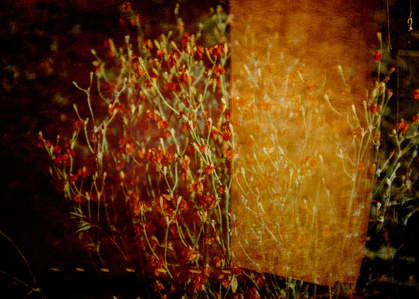 Photo-impressionist abstraction of wildflowers