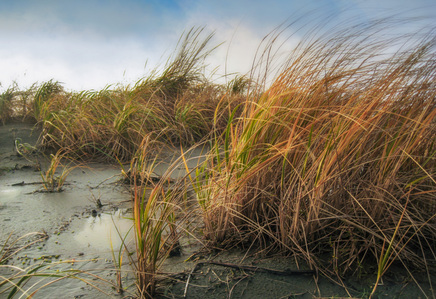 Close-up of see grass and wet sand