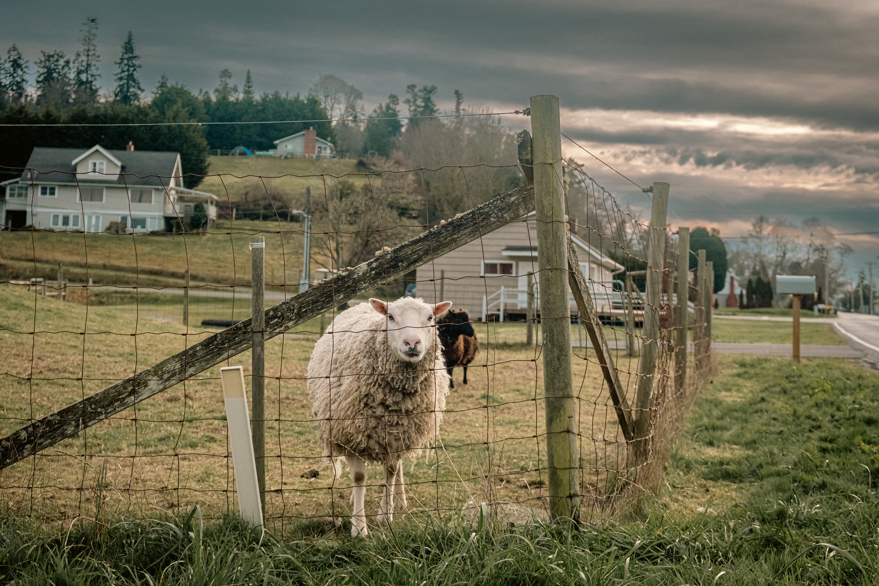Foggy day in Langley