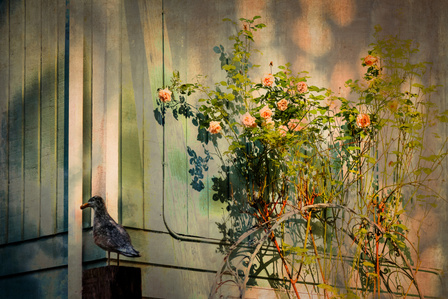 Photo-impressionist collage of a rose bush against the side of a building