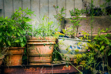 A collection of over grown flower pots,