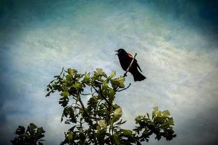 A redwing blackbird is perched in a tree