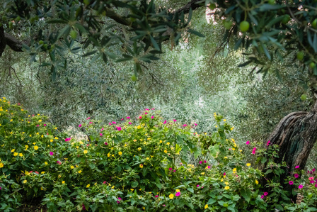 Flowering plants in a dense grove of olive trees