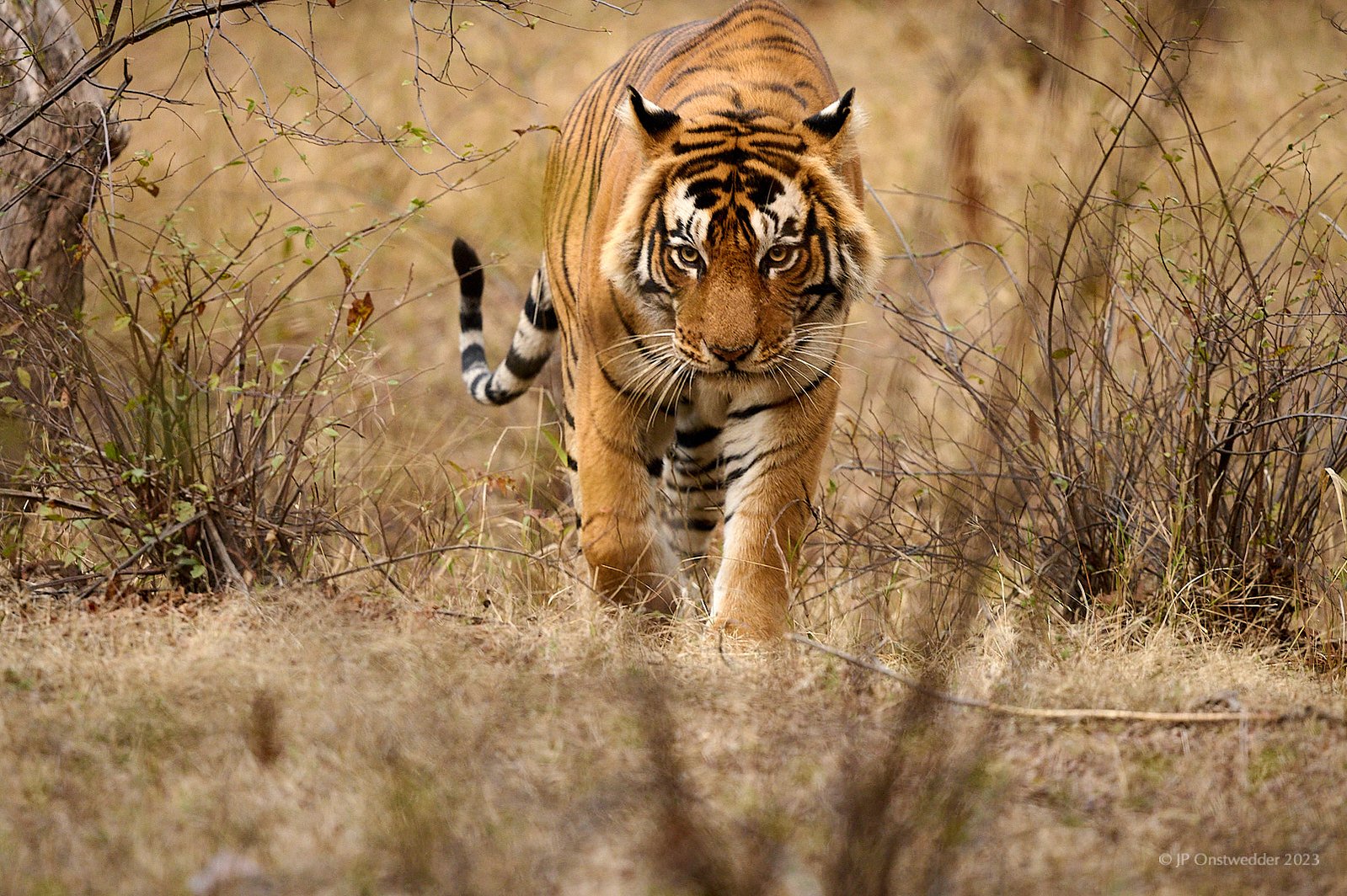 Tiger in Ranthambhore