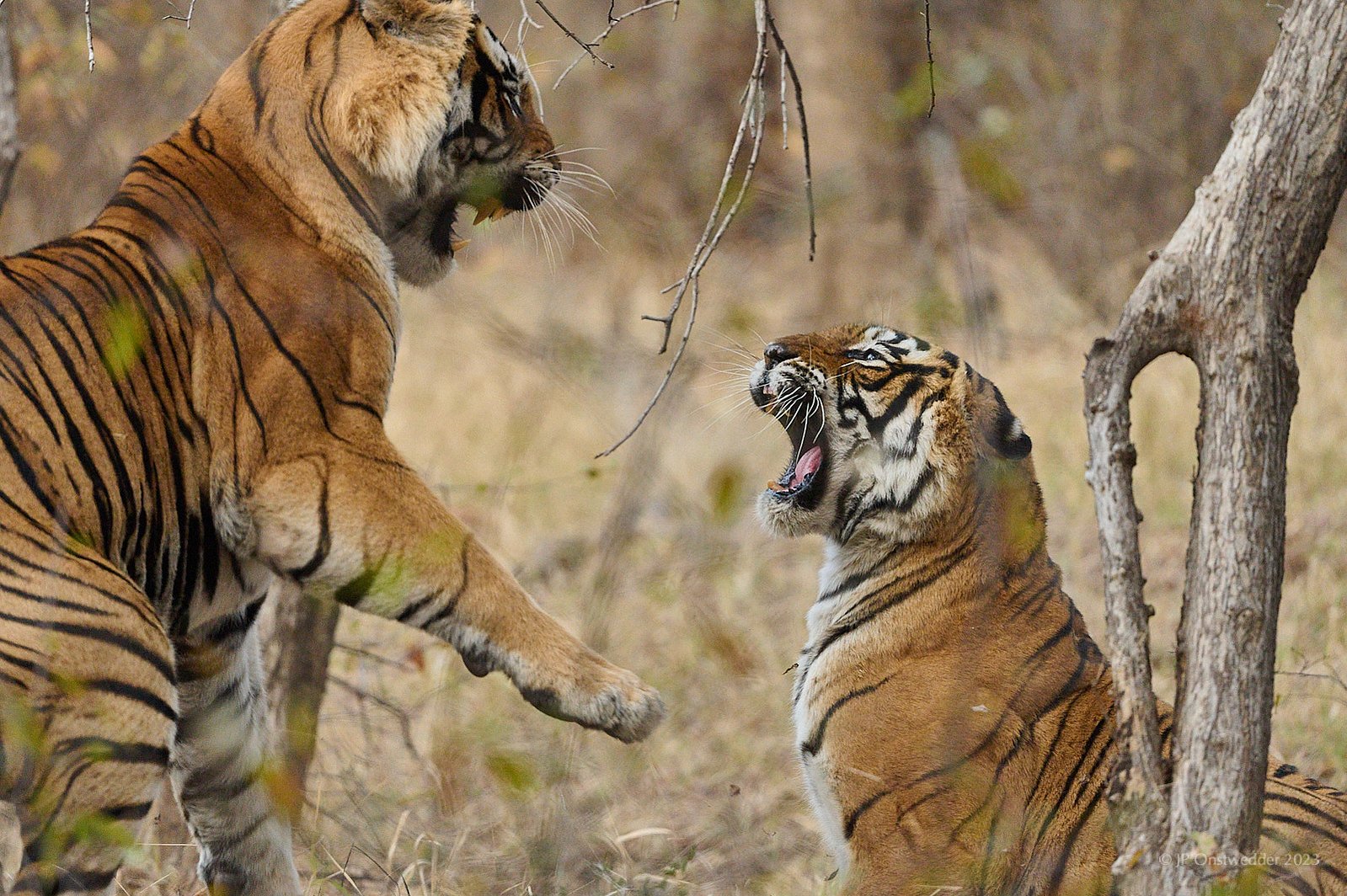 Tiger in Ranthambhore