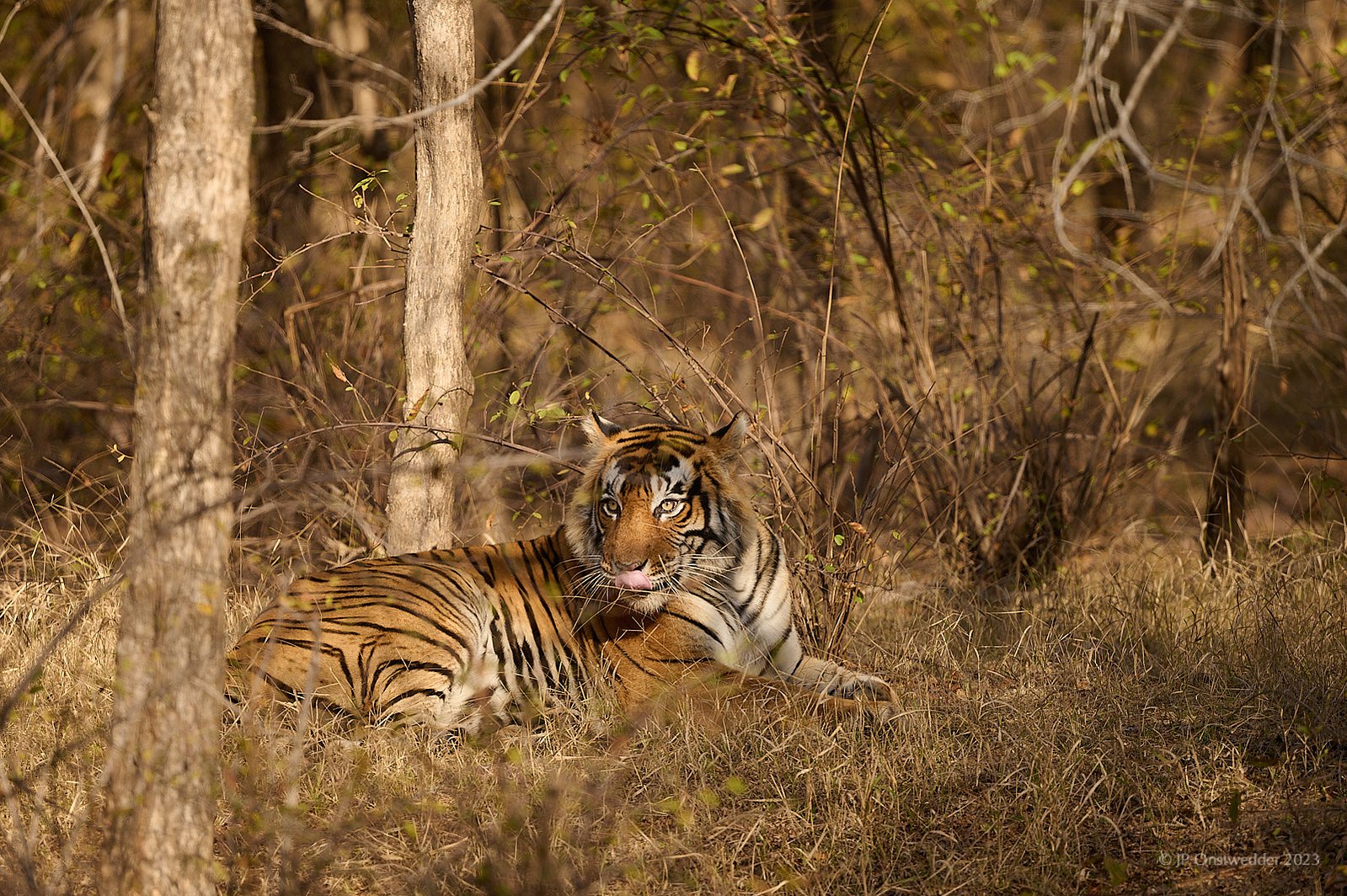 Tiger in Ranthambhore