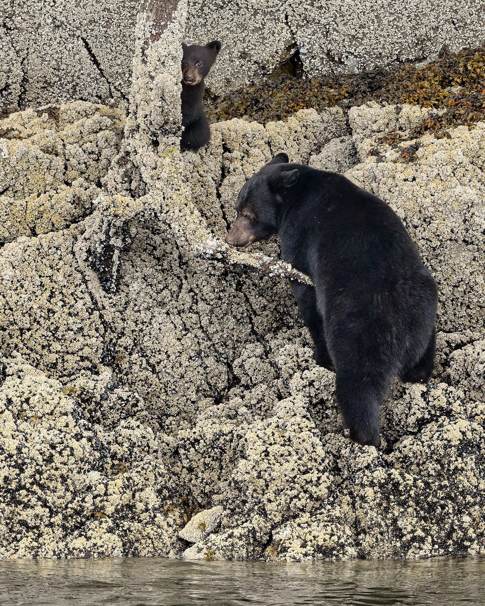 On a bear watching trip out of Tofino, BC