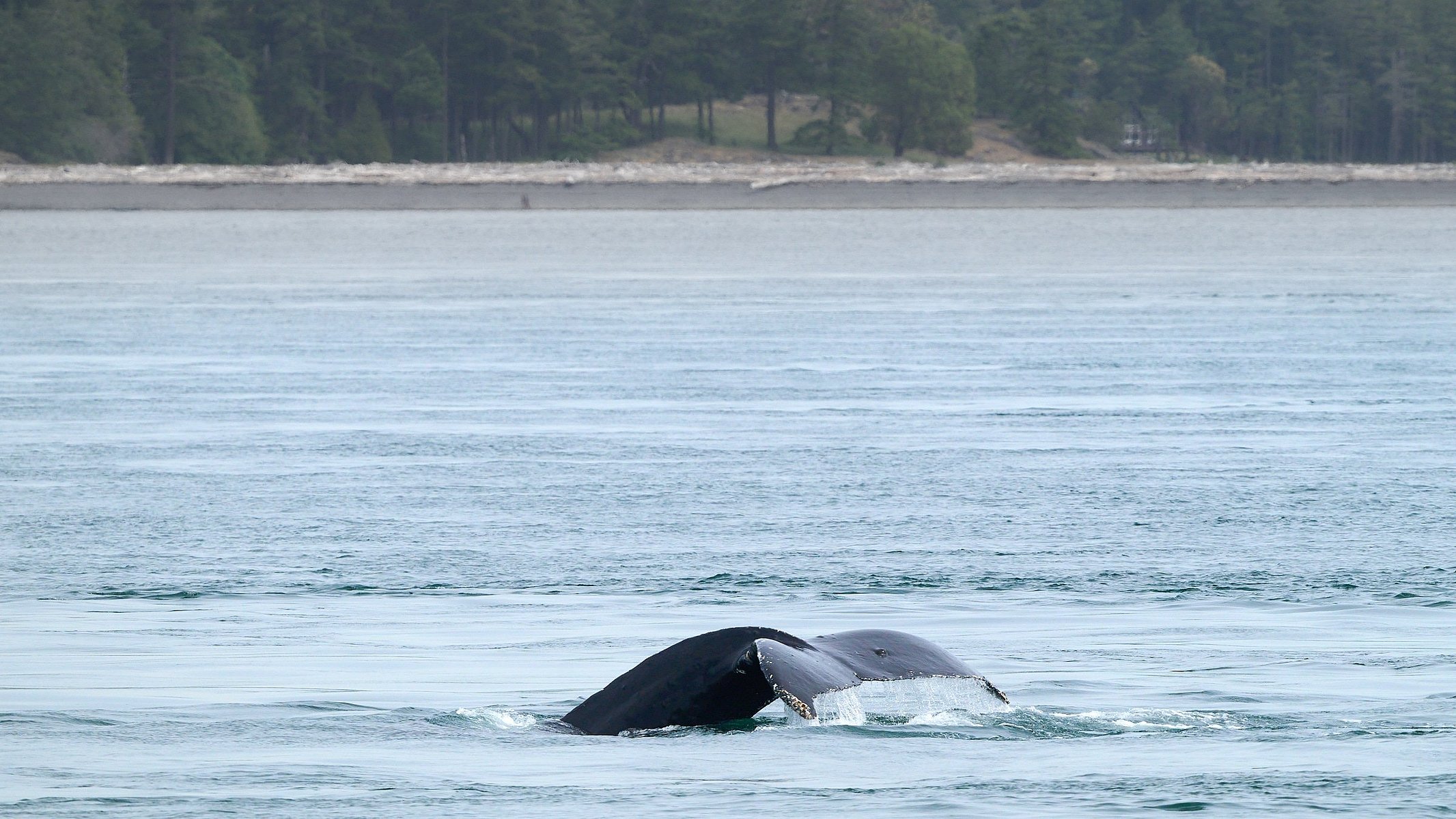 Humpback whale diving