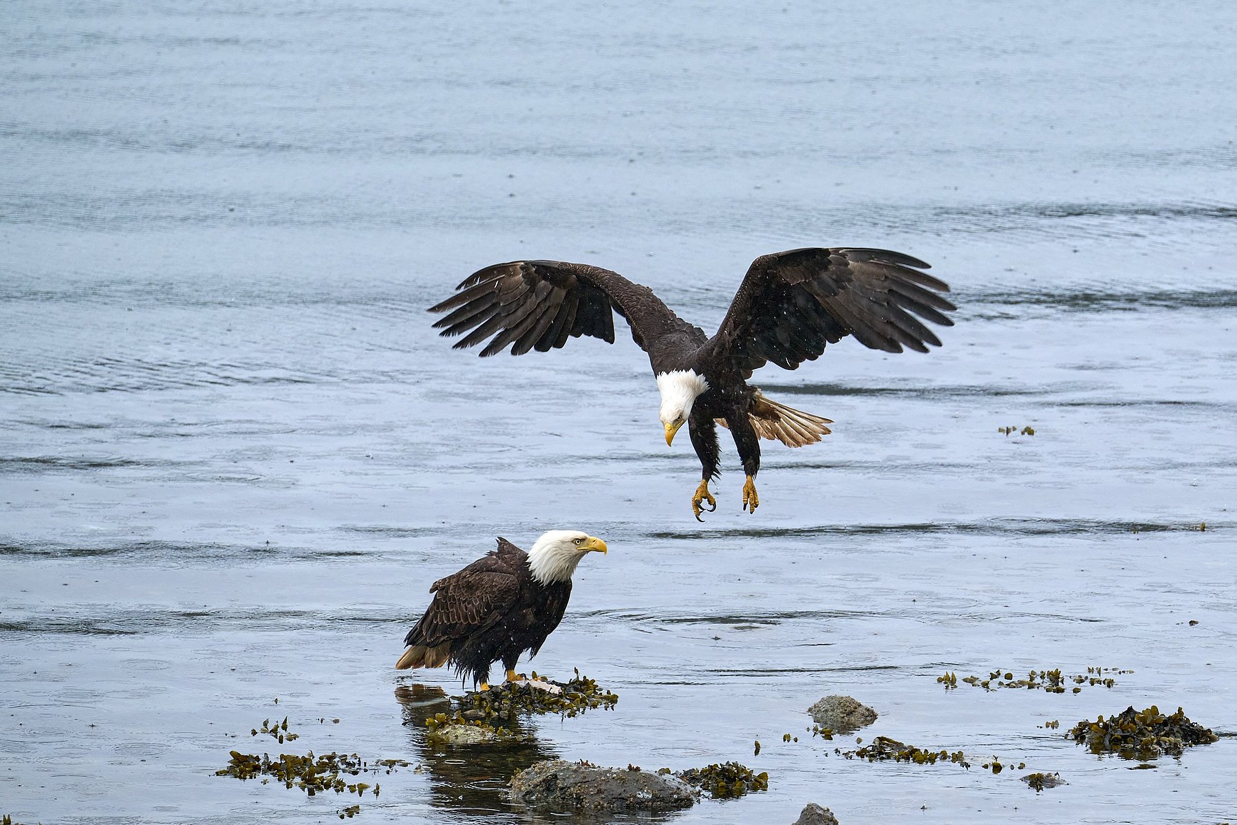 Alert Bay, eagles on the beach
