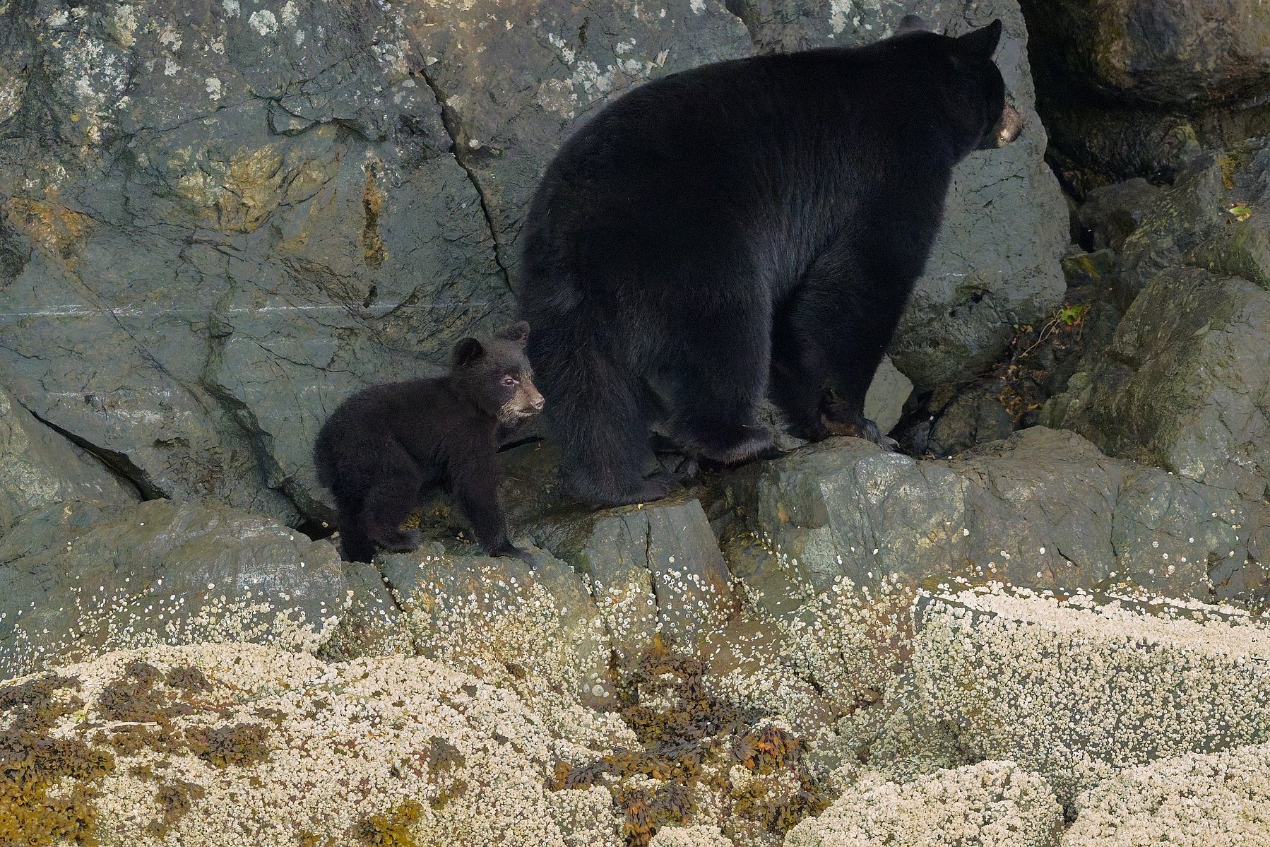 On a bear watching trip out of Tofino, BC