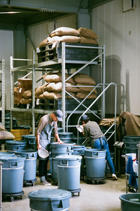 Two staff handpicking coffee beans at Blue Bottle Coffee Japan.