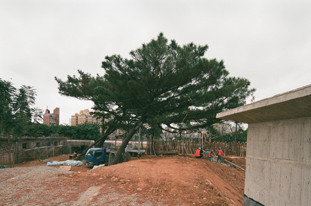 A lone tree in Hsinchu Zoo in Taiwan designed by Jay Chiu Architects.