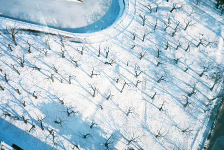 Looking down from the Goryokaku Tower in Hakodate at bare trees covered in snow.