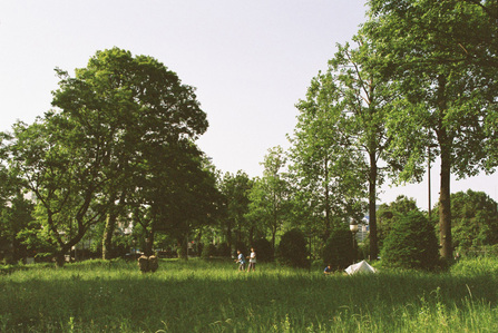 Two playful Japanese boys pitching a tent on a grass patch in Tokyo.