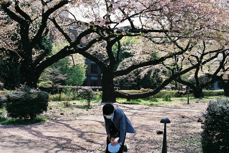 A father and a child under a cherry blossom sakura tree in Tokyo.