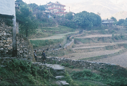 Nepalese school children walking home on a terraced slope in the Annapurna region in Nepal.