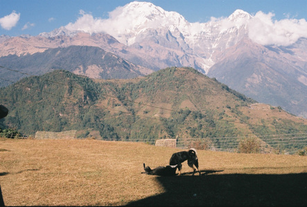 Two dogs playing with the Annapurna mountain range in the background.