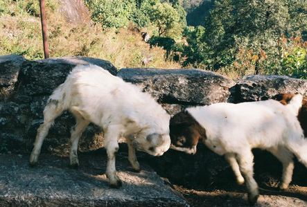 Two goats clashing horns in the Annapurna region in Nepal.