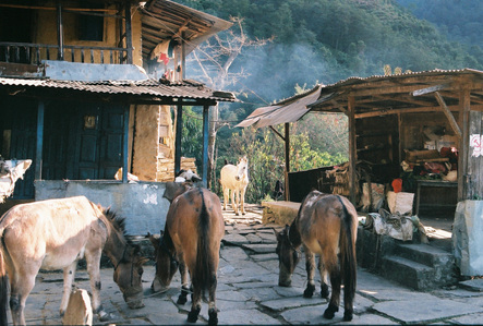 Horses standing around in a town in the Annapurna region in Nepal.