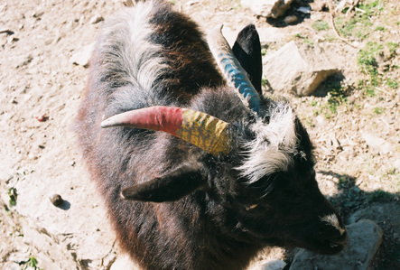 A goat with horns marked with color paint in the Annapurna region in Nepal.