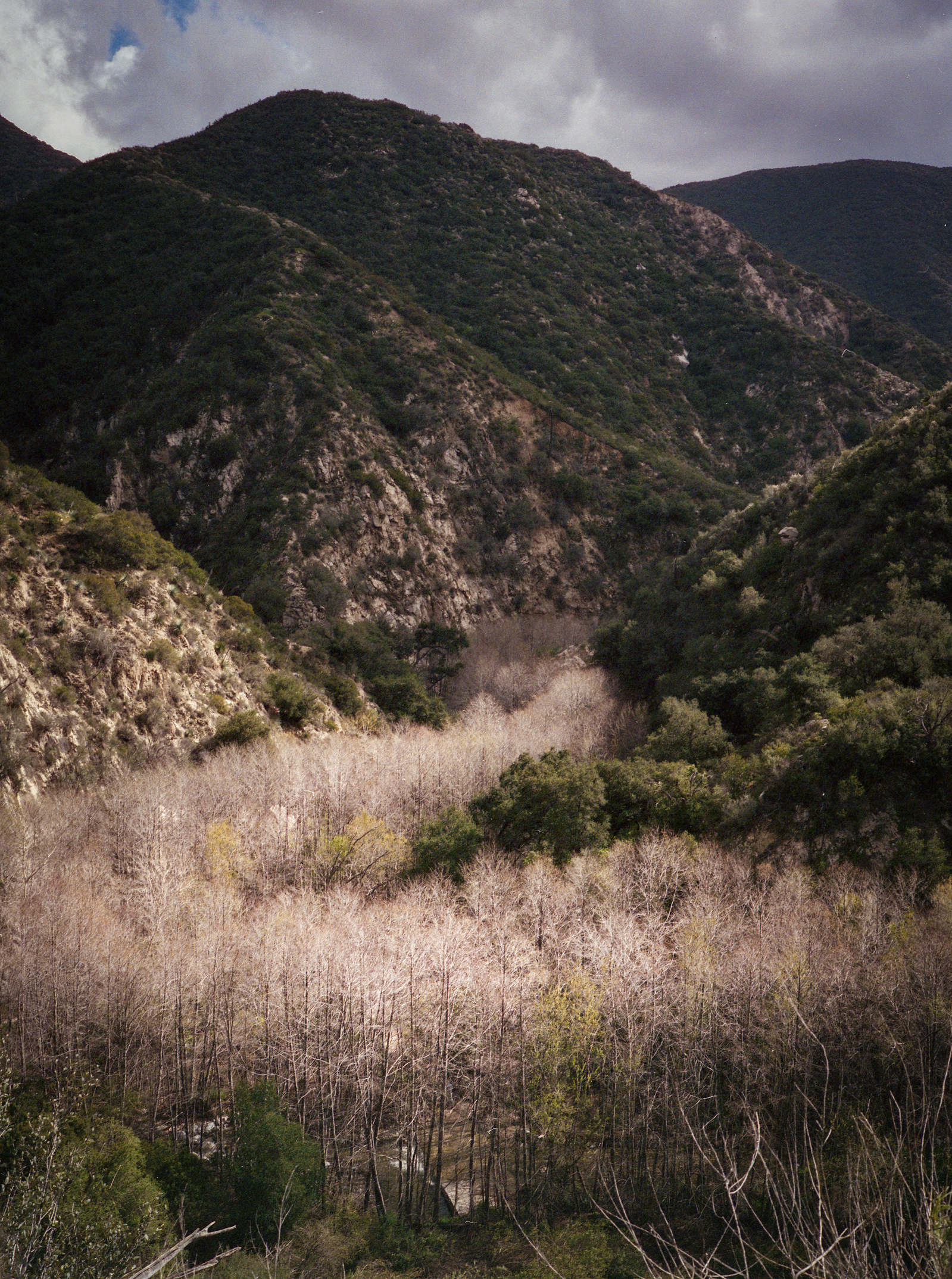 A riverbed with bare Aspens in the San Gabriel Mountains outside of Los Angeles. Shot on Fuji GA-645i, medium format film, using Cinestill 400d film stock.