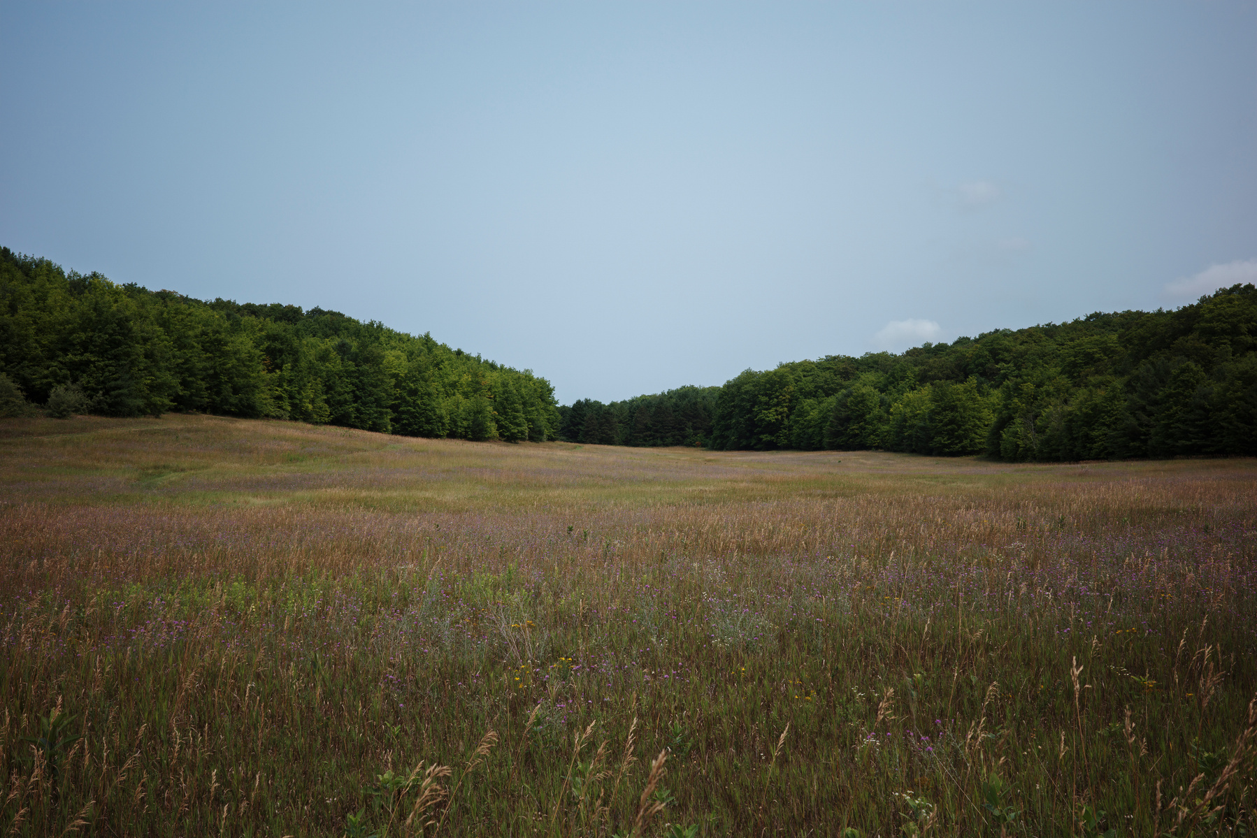 Capture the natural beauty of Leelanau, Michigan, with this serene image of rolling fields and lush green woods of M-22 . This peaceful rural scene, embodies the charm of the Midwest’s untouched landscapes, offering a moment of calm. Ricoh GR IIIx