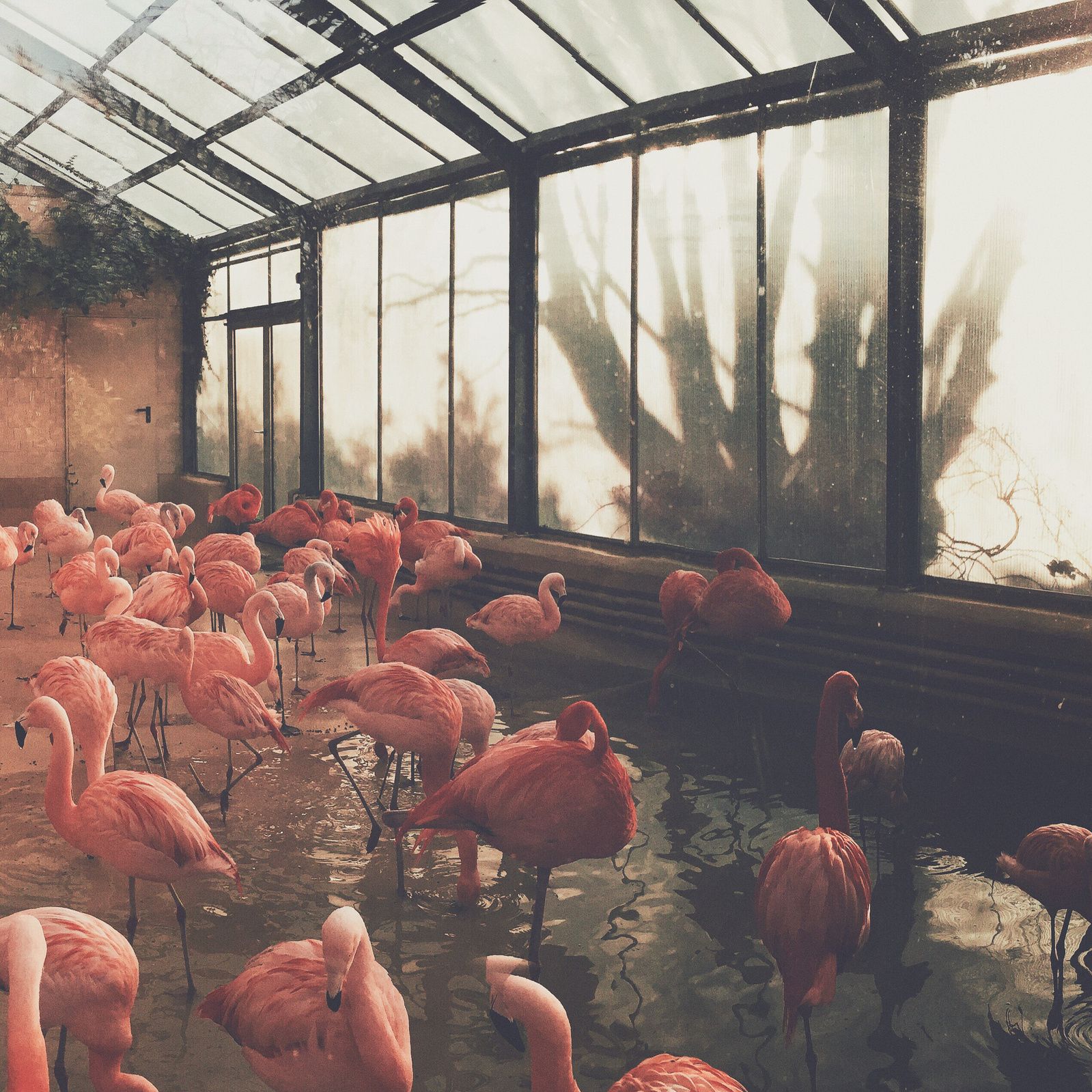 Flamingos in a shelter. Shot on iPhone.