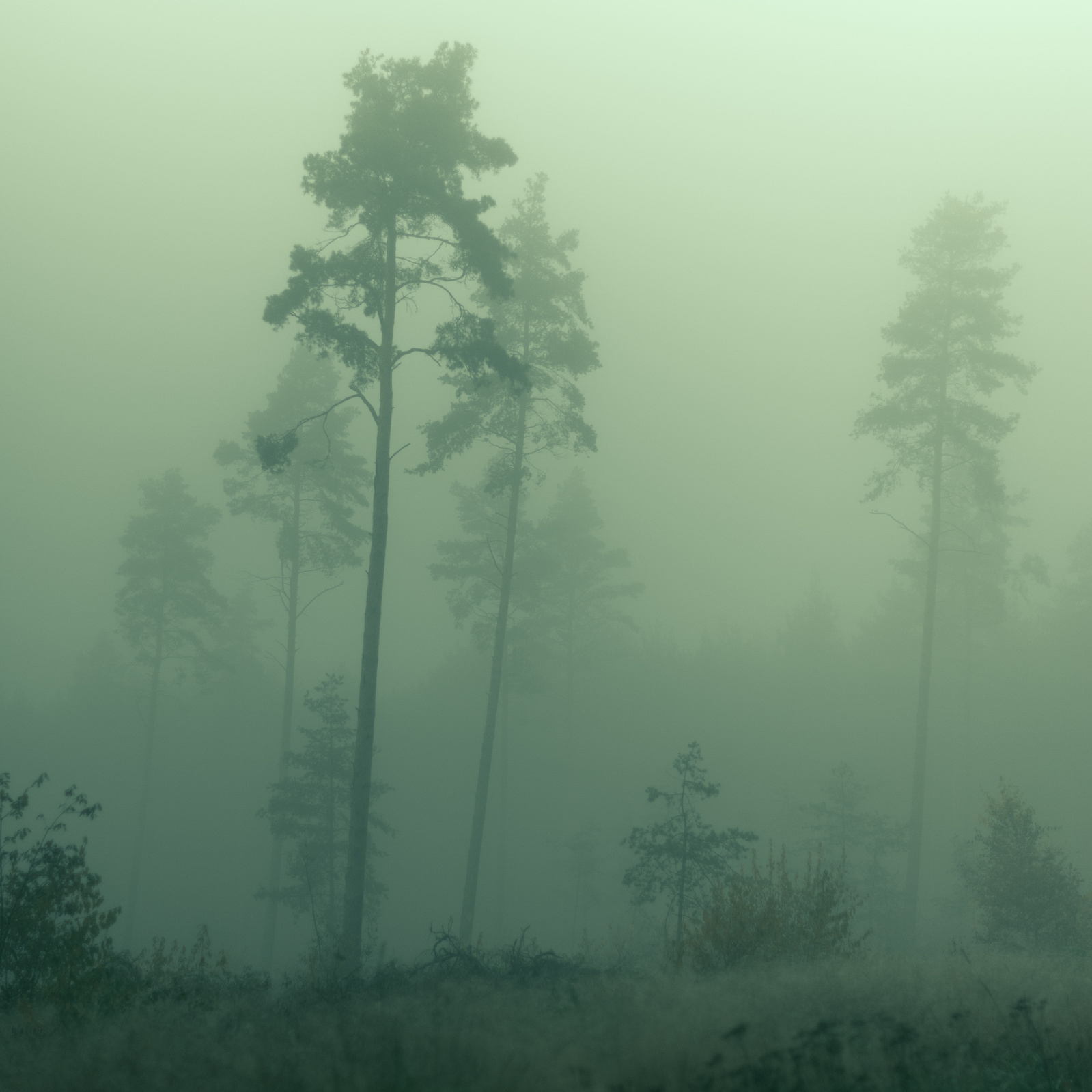 Dark and moody photo of a forrest with thick green fog. 
