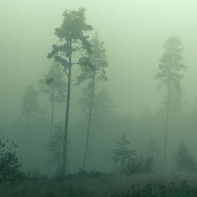 Dark and moody photo of a forrest with thick green fog. 