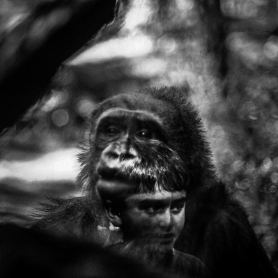 Portrait of a Gorilla with the reflection of a young boy in the foreground.