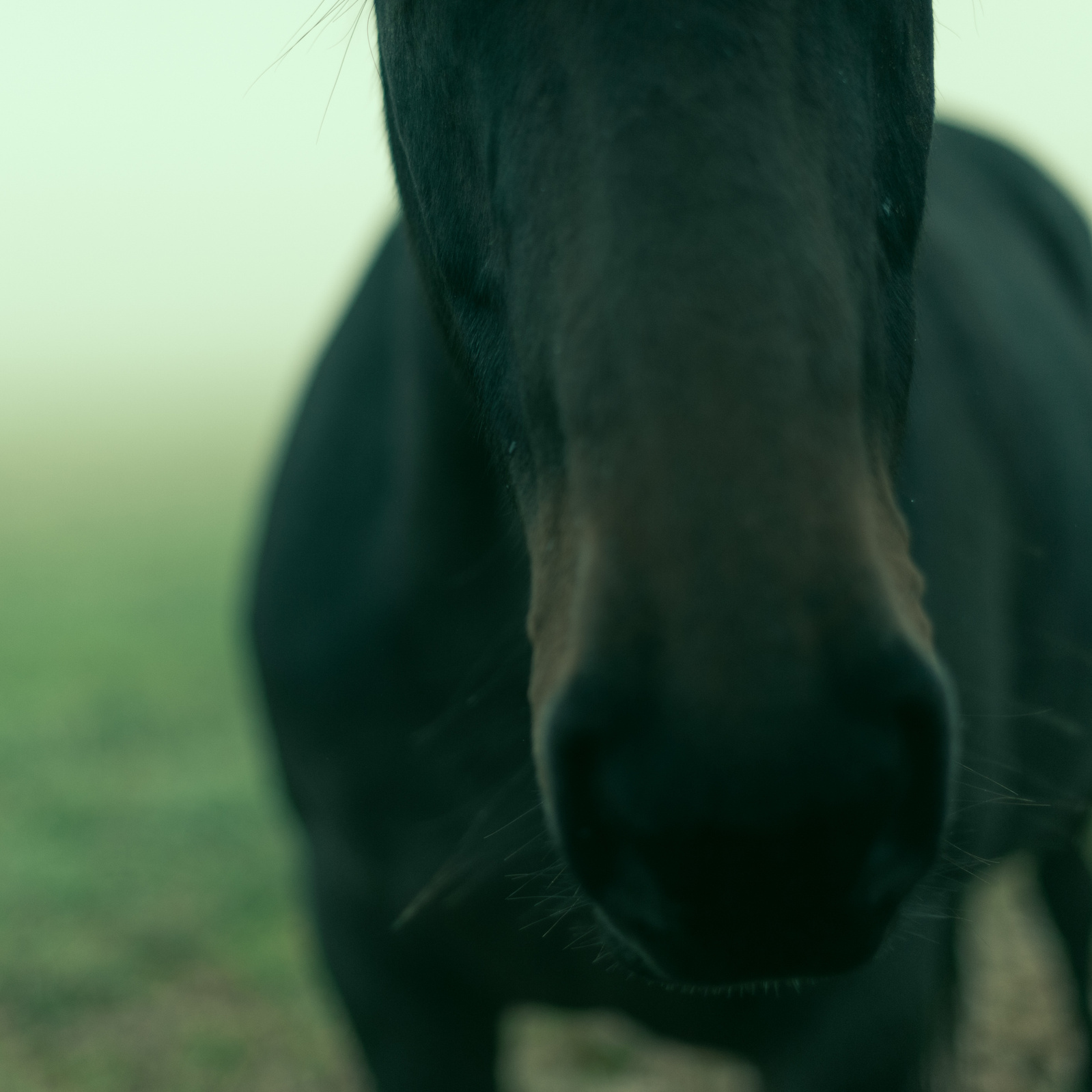 Horse with no name. Cinematic close up photo shot on Nikon D800.