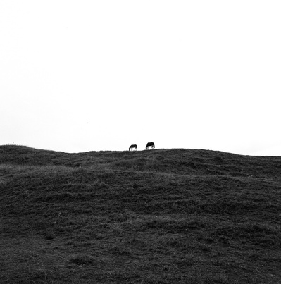 Black and white photo of two horses on a hill. Shot on Hasselblad 500CM, Kodak Tri-X 400.