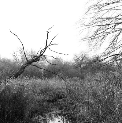 A black and white photo of withered tree in a swamp. Shot on Hasselblad 500CM, Ilford HP5.