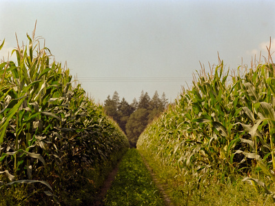 An aisle in a large cornfield with warm summer light. Shot on Hasselblad 500CM, Kodak Gold 200.