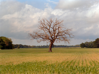 Withered tree on a green field in East Germany. Shot on analog medium format Hasselblad 500CM, Portra 400.