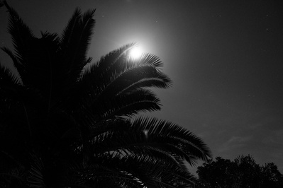 Black and white photo of the moon behind a palm tree.