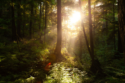 Mysterious scene in the woods with sunlight coming through the trees.