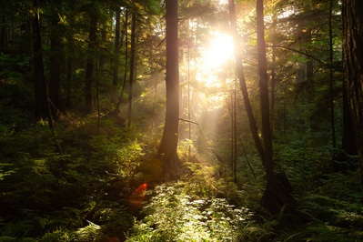 Mysterious scene in the woods with sunlight coming through the trees.