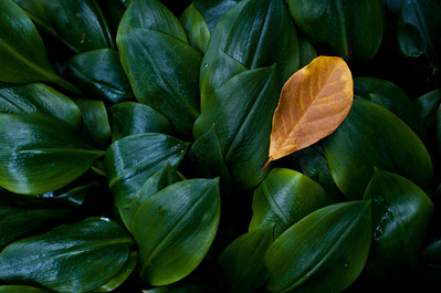 Withered leaf surrounded by perfectly green leaves. 