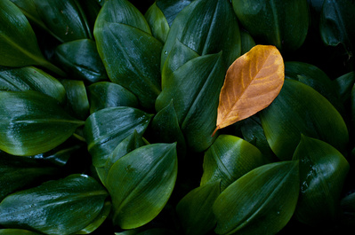 Withered leaf surrounded by perfectly green leaves. 