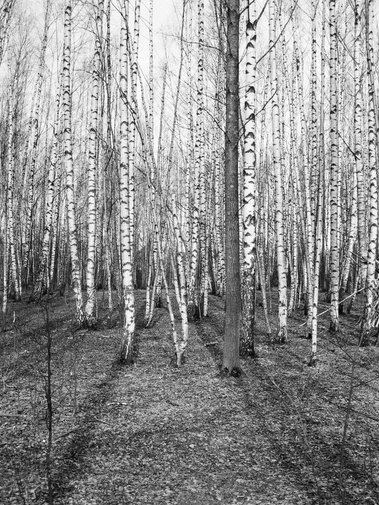 Birches and shadows during a partial solar eclipse. Black and white film image.